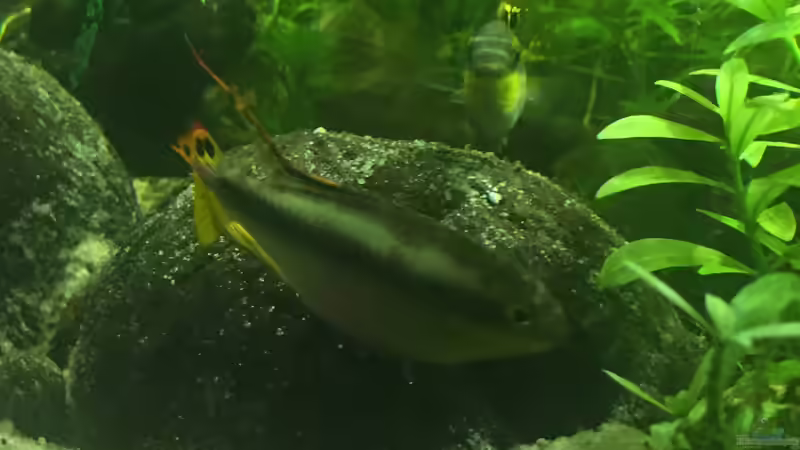 Besatz im Aquarium wilder Aquarientraum von Elea von Dicrossus (8)