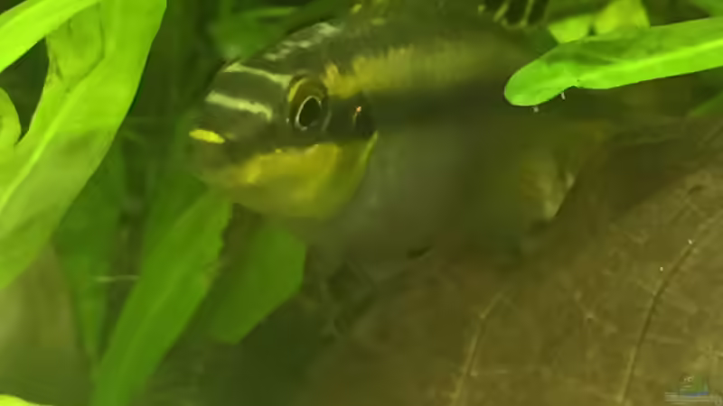 Besatz im Aquarium wilder Aquarientraum von Elea von Dicrossus (9)