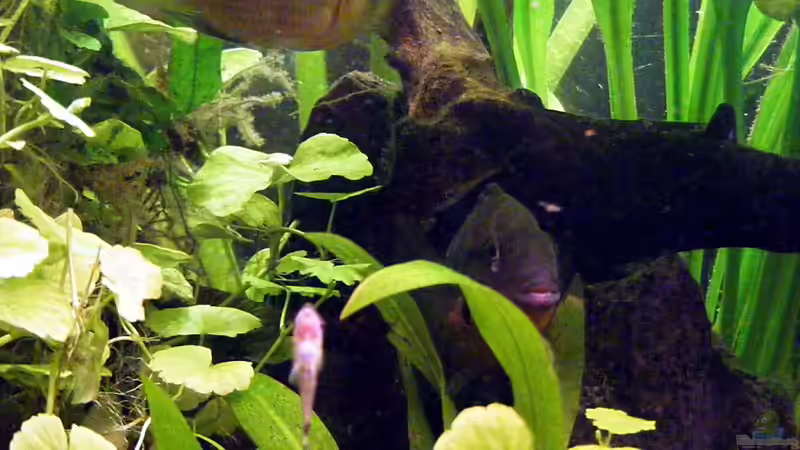 Besatz im Aquarium Wilder Fluss (aufgelöst) von Falk (31)