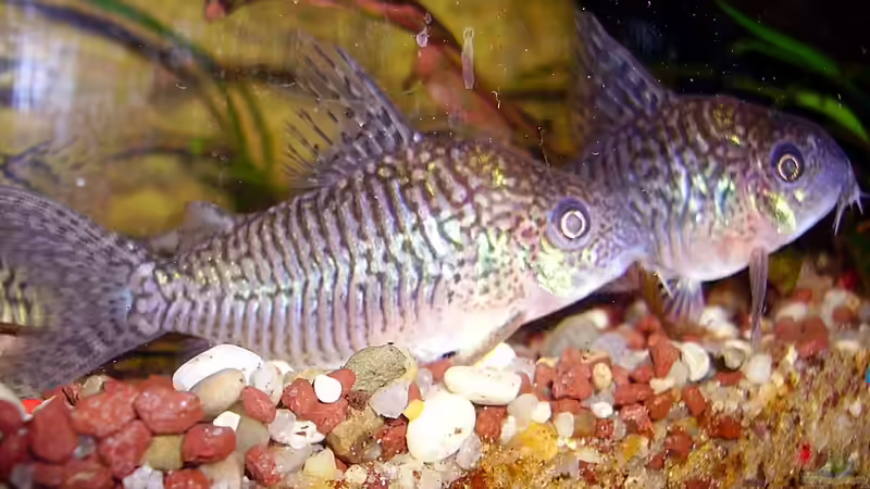 Besatz im Aquarium Wilder Fluss (aufgelöst) von Falk (32)
