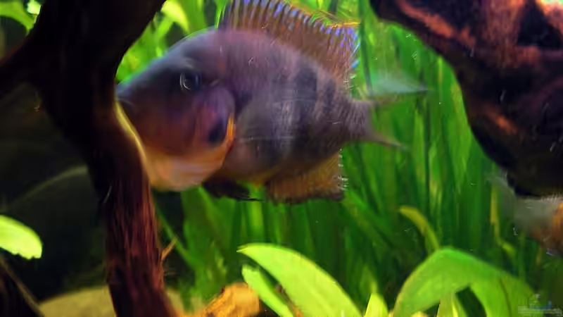 Besatz im Aquarium Wilder Fluss (aufgelöst) von Falk (33)