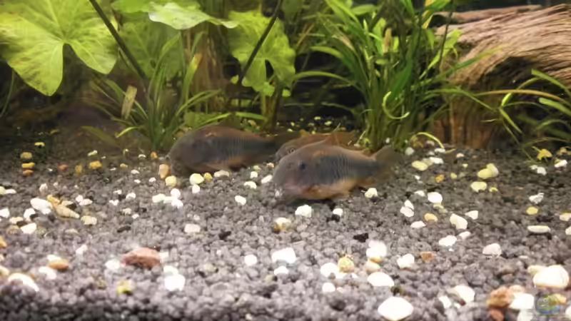 Besatz im Aquarium Wilder Mix...aber mir gefällts von Jukey (10)