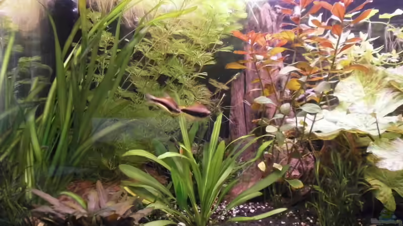 Besatz im Aquarium Wilder Mix...aber mir gefällts von Jukey (11)