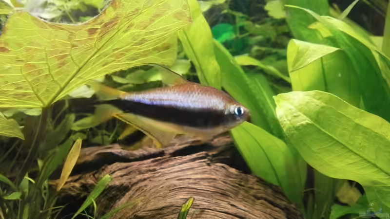 Besatz im Aquarium Wilder Mix...aber mir gefällts von Jukey (13)