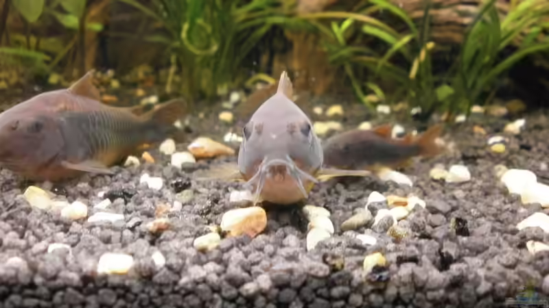 Besatz im Aquarium Wilder Mix...aber mir gefällts von Jukey (14)