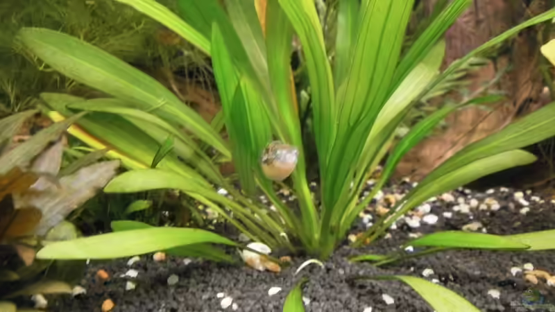 Besatz im Aquarium Wilder Mix...aber mir gefällts von Jukey (15)