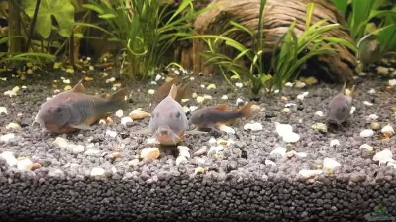 Besatz im Aquarium Wilder Mix...aber mir gefällts von Jukey (16)