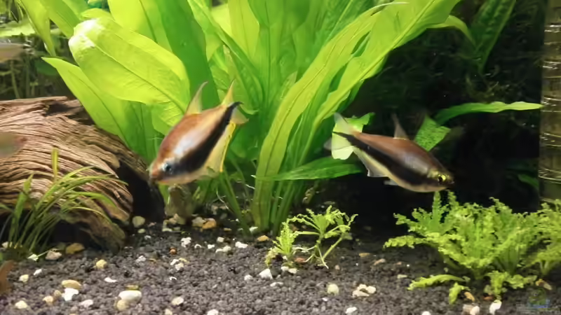 Besatz im Aquarium Wilder Mix...aber mir gefällts von Jukey (17)