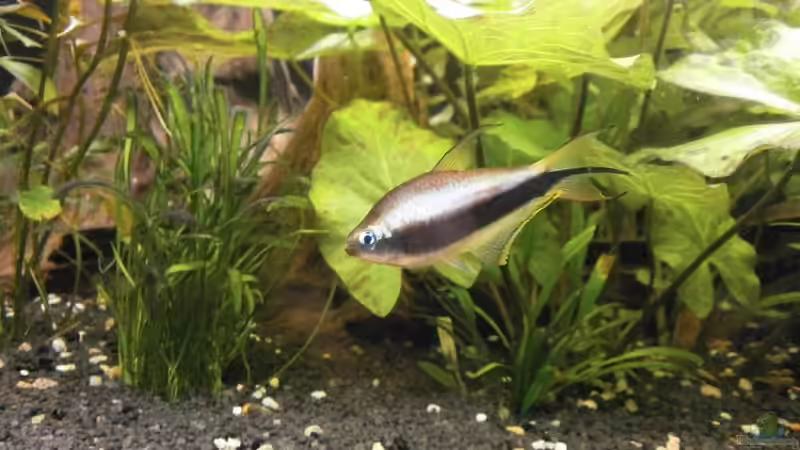 Besatz im Aquarium Wilder Mix...aber mir gefällts von Jukey (18)