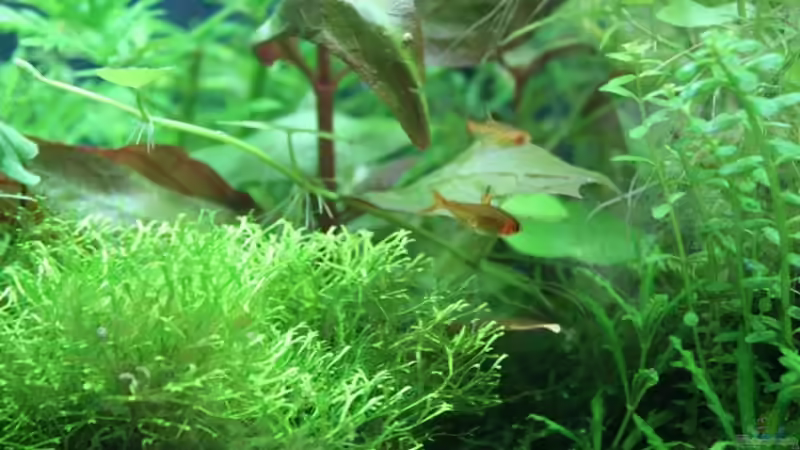 Besatz im Aquarium Wilder Würfel von furt (13)