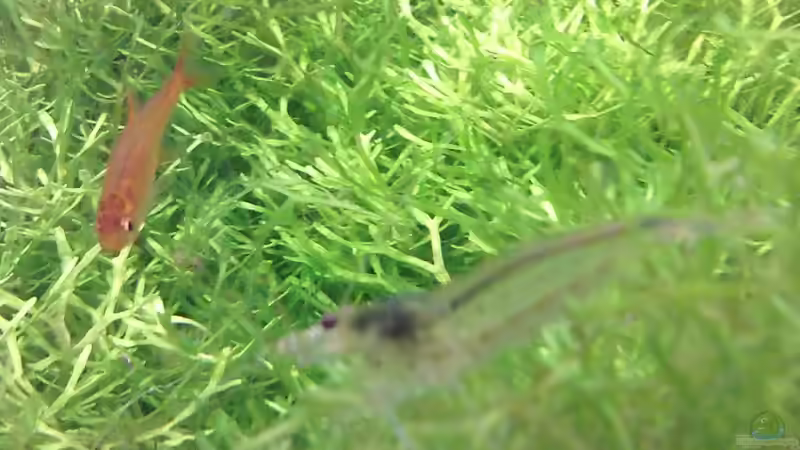 Besatz im Aquarium Wilder Würfel von furt (14)