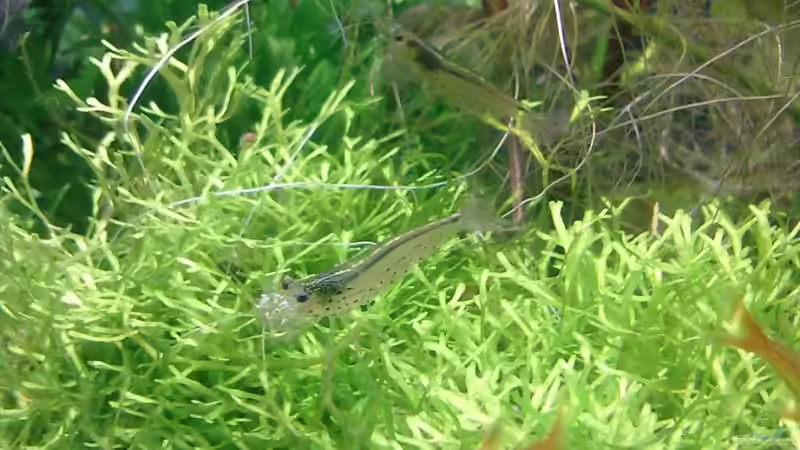 Besatz im Aquarium Wilder Würfel von furt (15)