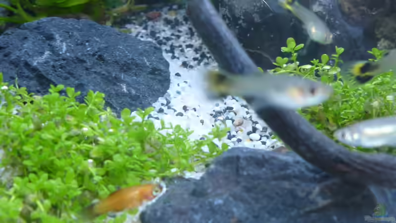 Besatz im Aquarium Wilderstrand von Stefan Rohland (14)