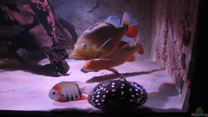 Besatz im Aquarium Wildes Wohnzimmer ( Nur noch als Beispiel) von Leo-FAN (23)