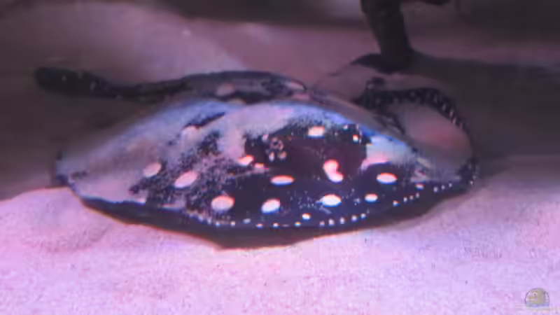 Besatz im Aquarium Wildes Wohnzimmer ( Nur noch als Beispiel) von Leo-FAN (24)