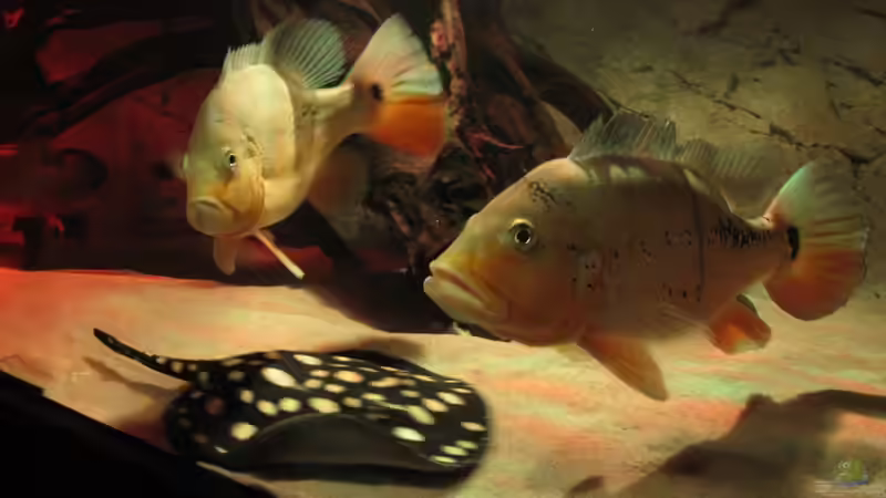 Besatz im Aquarium Wildes Wohnzimmer ( Nur noch als Beispiel) von Leo-FAN (26)