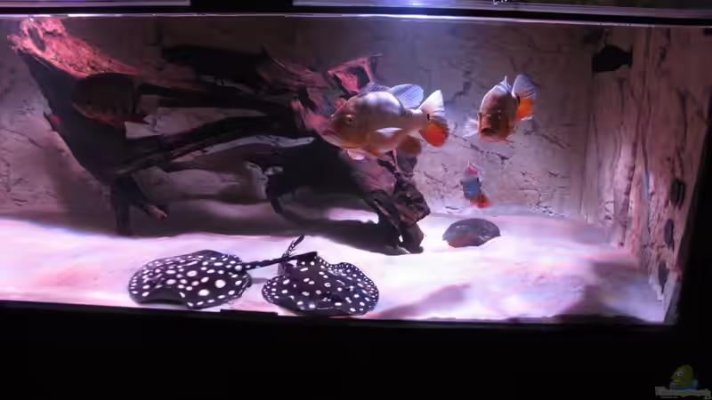 Besatz im Aquarium Wildes Wohnzimmer ( Nur noch als Beispiel) von Leo-FAN (27)