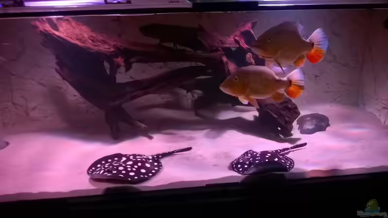 Besatz im Aquarium Wildes Wohnzimmer ( Nur noch als Beispiel) von Leo-FAN (28)