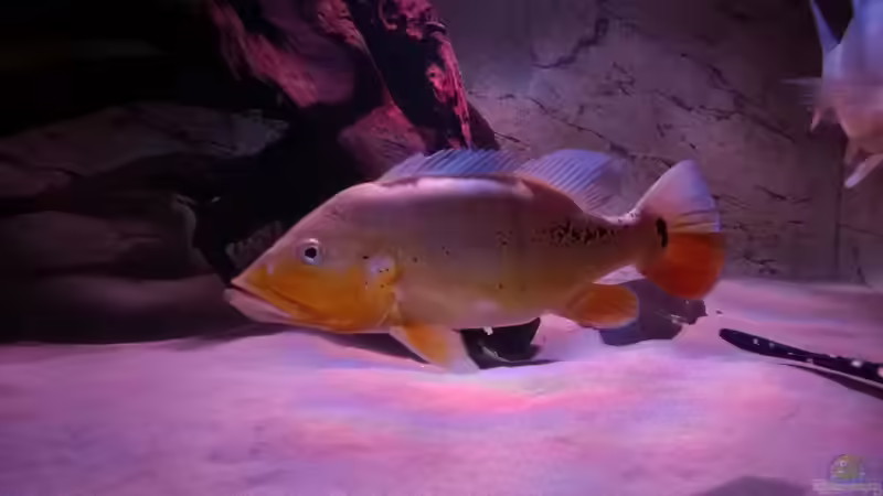 Besatz im Aquarium Wildes Wohnzimmer ( Nur noch als Beispiel) von Leo-FAN (29)