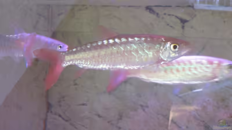 Besatz im Aquarium Wildes Wohnzimmer ( Nur noch als Beispiel) von Leo-FAN (30)