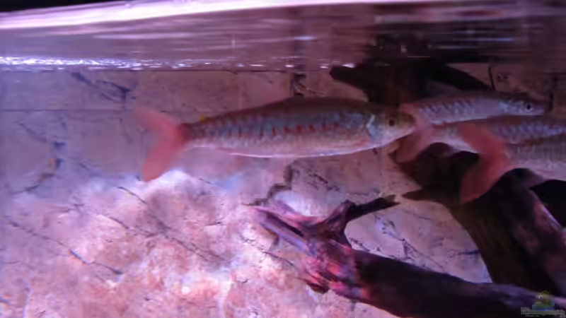 Besatz im Aquarium Wildes Wohnzimmer ( Nur noch als Beispiel) von Leo-FAN (31)