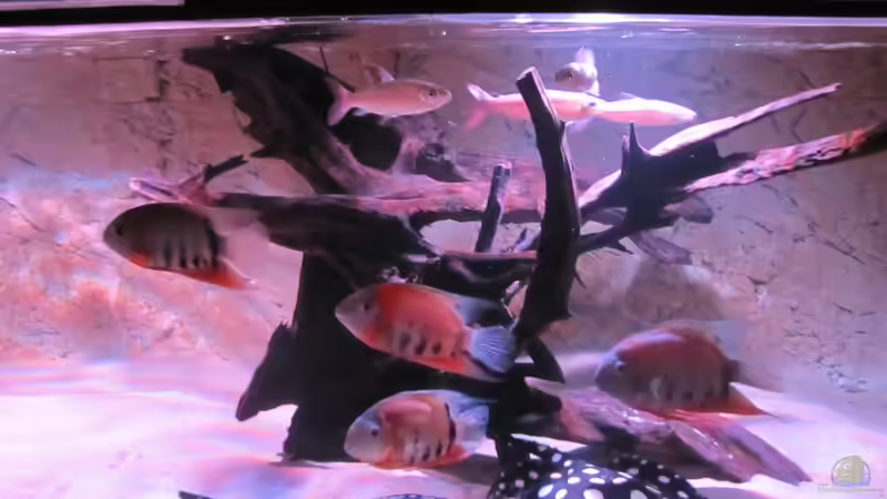 Besatz im Aquarium Wildes Wohnzimmer ( Nur noch als Beispiel) von Leo-FAN (32)