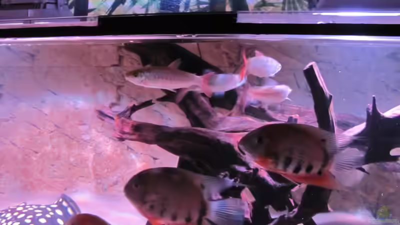 Besatz im Aquarium Wildes Wohnzimmer ( Nur noch als Beispiel) von Leo-FAN (34)