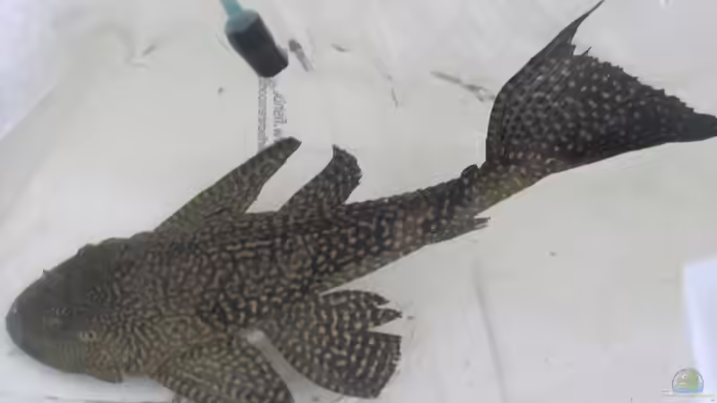 Besatz im Aquarium Wildes Wohnzimmer ( Nur noch als Beispiel) von Leo-FAN (35)