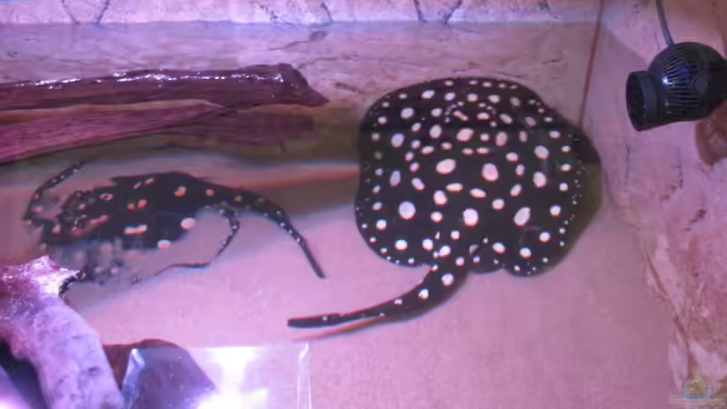 Besatz im Aquarium Wildes Wohnzimmer ( Nur noch als Beispiel) von Leo-FAN (36)