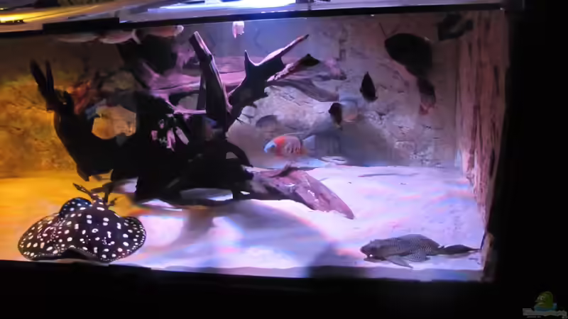 Besatz im Aquarium Wildes Wohnzimmer ( Nur noch als Beispiel) von Leo-FAN (37)