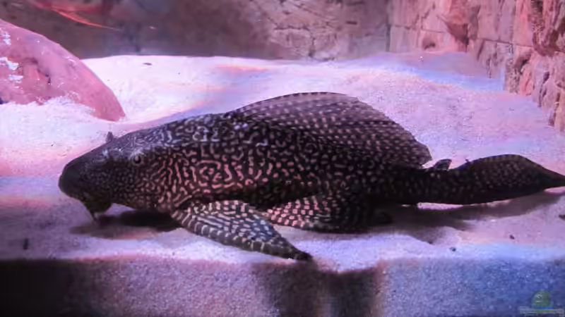 Besatz im Aquarium Wildes Wohnzimmer ( Nur noch als Beispiel) von Leo-FAN (38)