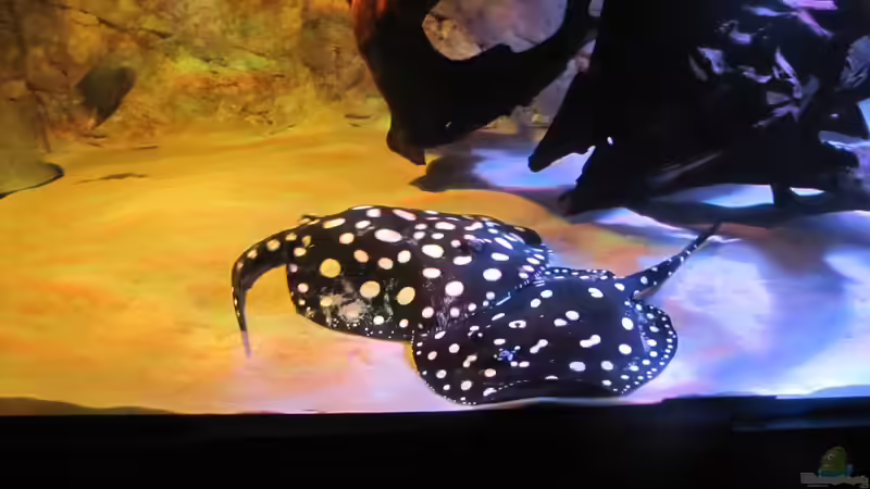 Besatz im Aquarium Wildes Wohnzimmer ( Nur noch als Beispiel) von Leo-FAN (39)