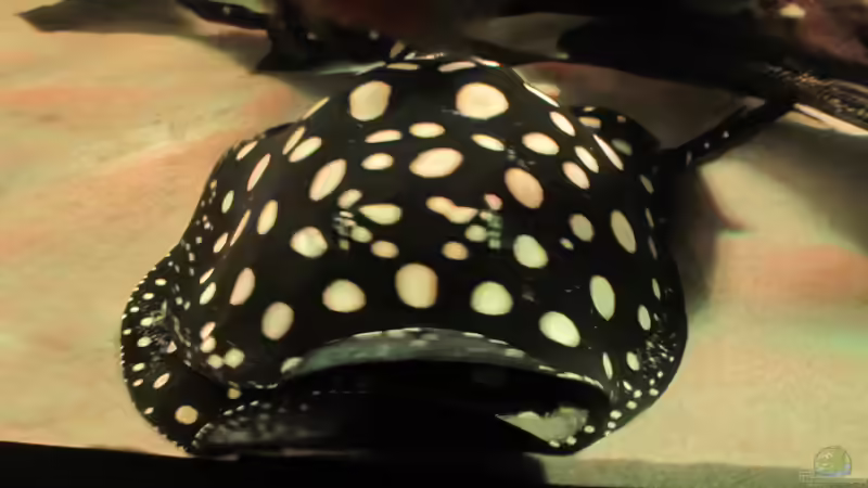 Besatz im Aquarium Wildes Wohnzimmer ( Nur noch als Beispiel) von Leo-FAN (40)