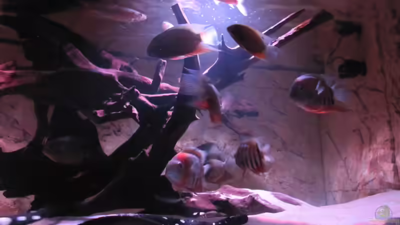 Besatz im Aquarium Wildes Wohnzimmer ( Nur noch als Beispiel) von Leo-FAN (41)