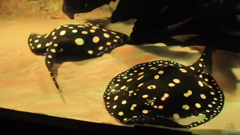 Besatz im Aquarium Wildes Wohnzimmer ( Nur noch als Beispiel) von Leo-FAN (43)