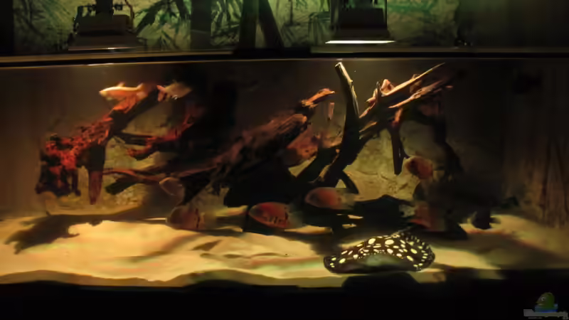 Besatz im Aquarium Wildes Wohnzimmer ( Nur noch als Beispiel) von Leo-FAN (45)