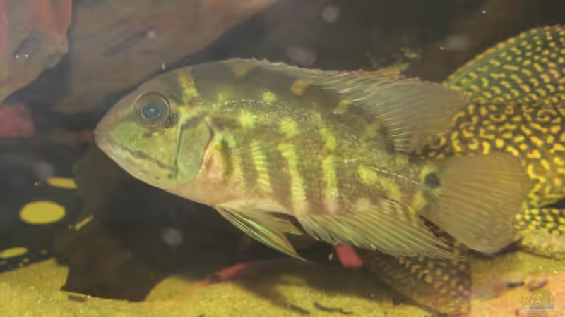 Besatz im Aquarium Wildes Wohnzimmer ( Nur noch als Beispiel) von Leo-FAN (46)