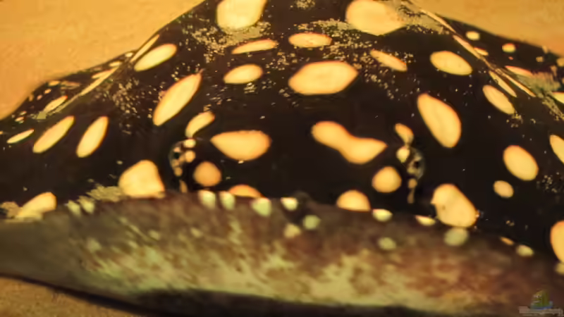 Besatz im Aquarium Wildes Wohnzimmer ( Nur noch als Beispiel) von Leo-FAN (47)