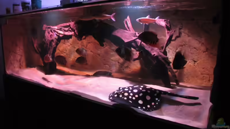 Besatz im Aquarium Wildes Wohnzimmer ( Nur noch als Beispiel) von Leo-FAN (48)