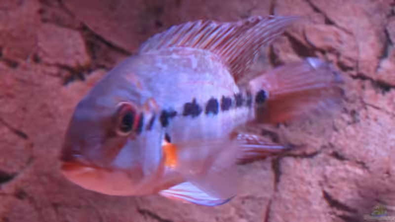 Besatz im Aquarium Wildes Wohnzimmer ( Nur noch als Beispiel) von Leo-FAN (50)