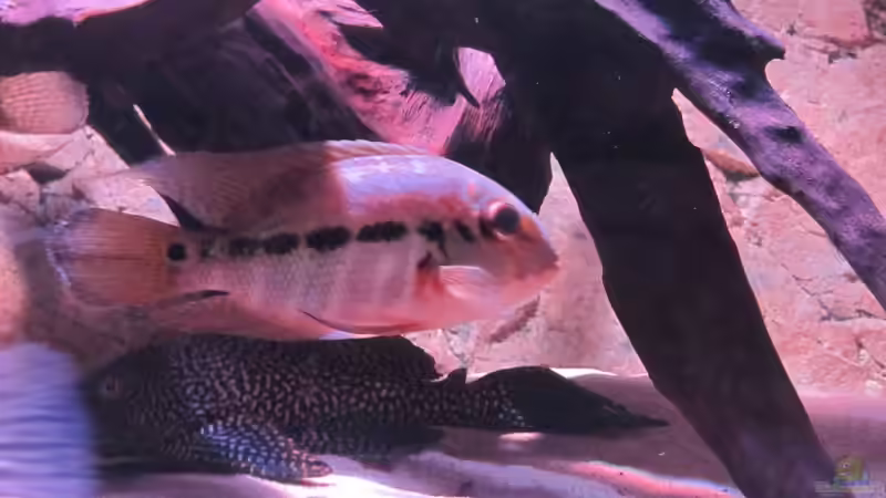 Besatz im Aquarium Wildes Wohnzimmer ( Nur noch als Beispiel) von Leo-FAN (51)