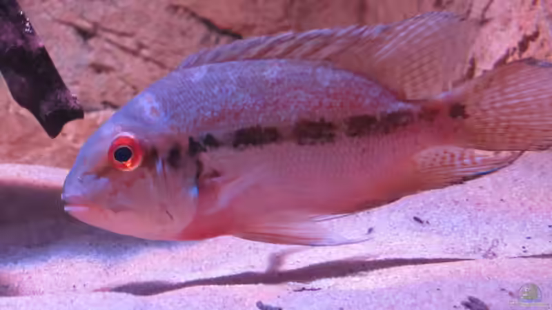 Besatz im Aquarium Wildes Wohnzimmer ( Nur noch als Beispiel) von Leo-FAN (52)