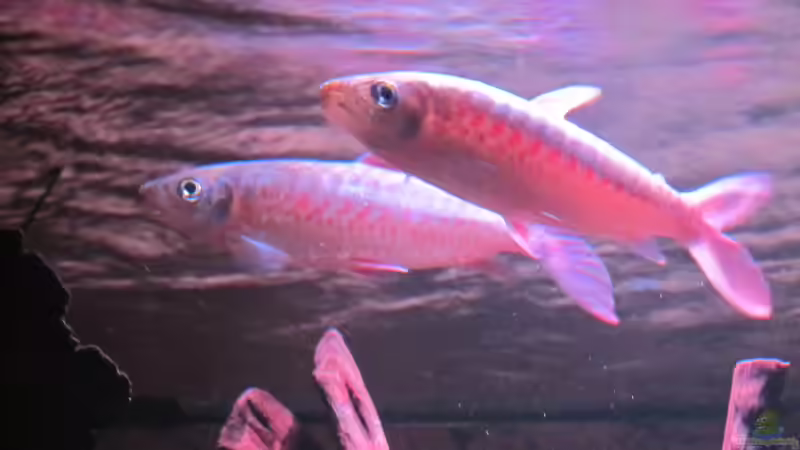 Besatz im Aquarium Wildes Wohnzimmer ( Nur noch als Beispiel) von Leo-FAN (53)