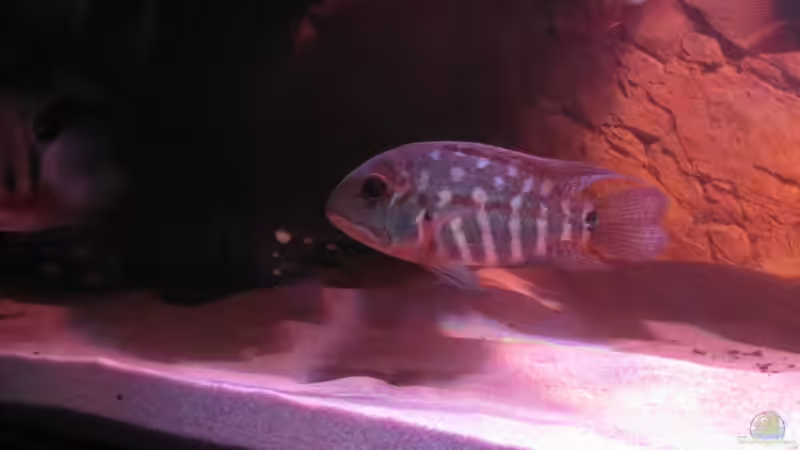 Besatz im Aquarium Wildes Wohnzimmer ( Nur noch als Beispiel) von Leo-FAN (55)