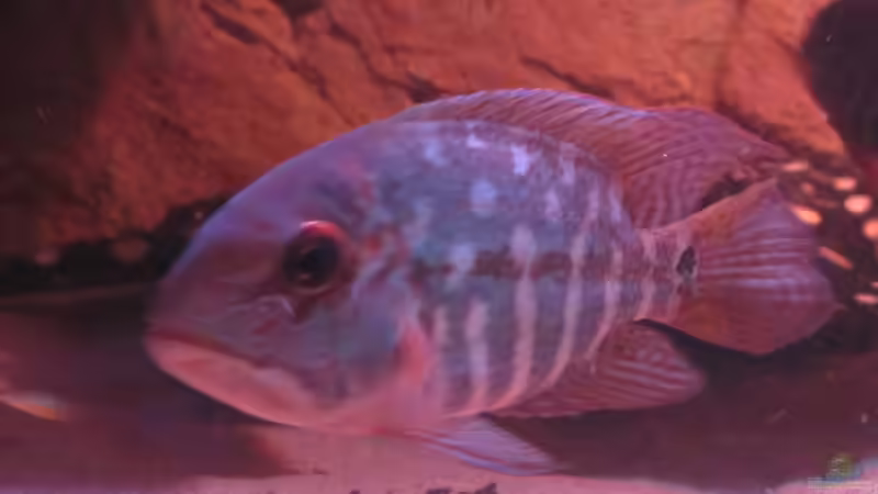 Besatz im Aquarium Wildes Wohnzimmer ( Nur noch als Beispiel) von Leo-FAN (56)