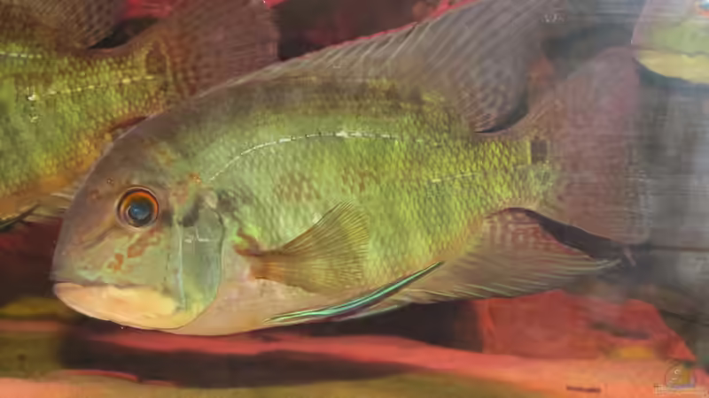 Besatz im Aquarium Wildes Wohnzimmer ( Nur noch als Beispiel) von Leo-FAN (58)