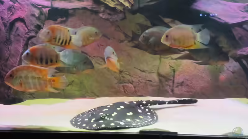 Besatz im Aquarium Wildes Wohnzimmer ( Nur noch als Beispiel) von Leo-FAN (59)