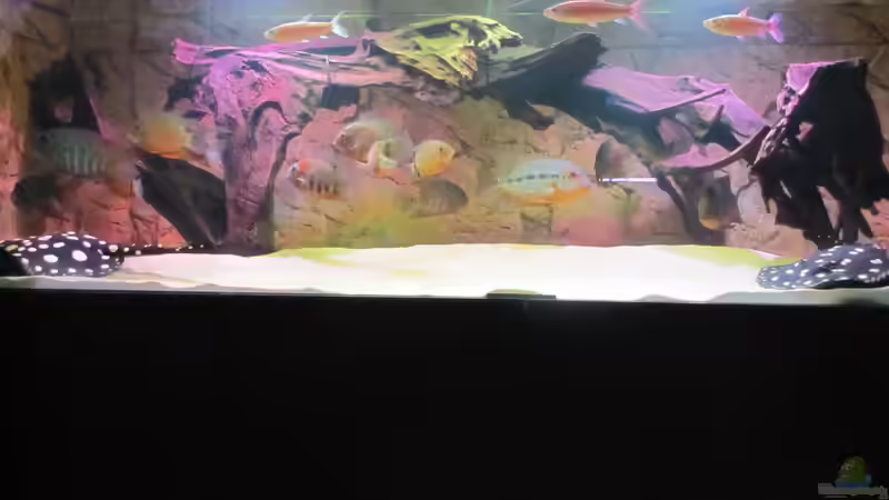 Besatz im Aquarium Wildes Wohnzimmer ( Nur noch als Beispiel) von Leo-FAN (61)