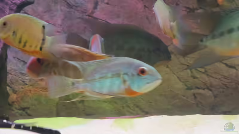 Besatz im Aquarium Wildes Wohnzimmer ( Nur noch als Beispiel) von Leo-FAN (62)