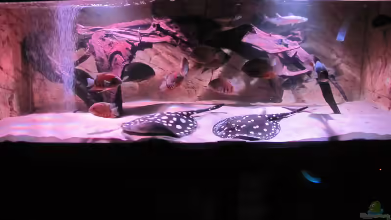 Besatz im Aquarium Wildes Wohnzimmer ( Nur noch als Beispiel) von Leo-FAN (64)